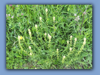 Wild Mignonette seen beside Hetton - Pittington bridleway 12th July 2020.jpg